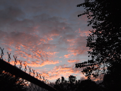 [The sky is still light blue, but the clouds are pink with some parts grey as the sun sets. The light sky hightlights the outline of the large leafy tree on the right and the top fence rail of the wire-frame fence.]